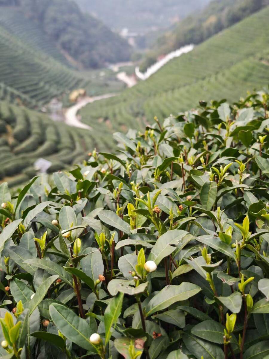 西湖龙井礼盒2026