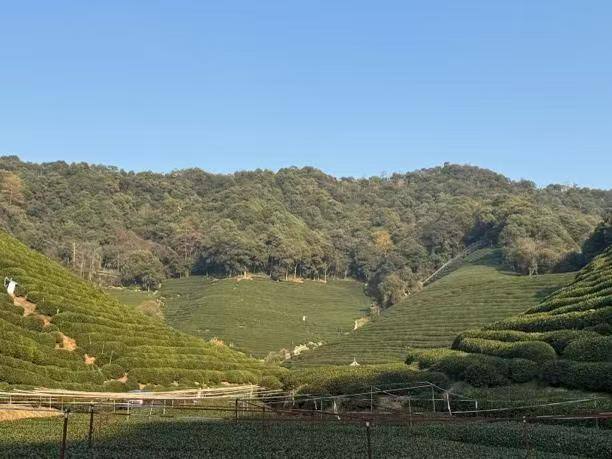 西湖龙井礼盒2026 图集 1